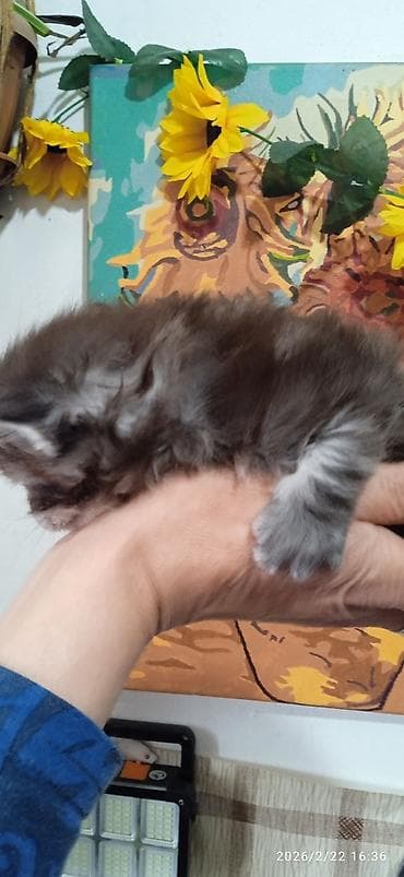 уй сатылат бишкек 2022: Мейн-Кун 🥰. Раннее бронирование ❤️ Осталась одна шикарная — 6