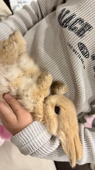 Декоративные кролики: 🐰 Декоративные крольчата породы «Львиная голова» 🐰 Милота, в которую — 6