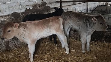 цена тюк: Продаю | Бык (самец) | Швицкая | На откорм, Для разведения | Искусственник — 9