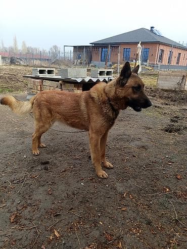 собаку хаски: Бельгийская овчарка, 1 год, Самец, С прививкой — 2