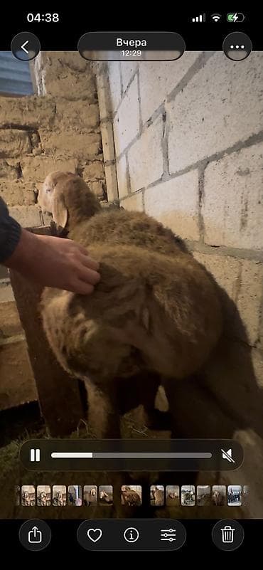 телега для лошади: Продаю | Баран (самец) | Арашан | Для разведения | Племенные — 5