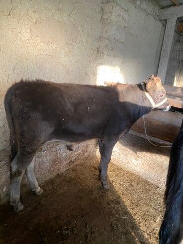 собаку в добрые руки: Продаю | Бык (самец) | Алатауская | На откорм | Привязанные — 10