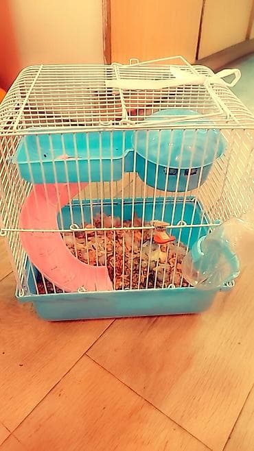 cat chow: Хомячки декоративные разных пород и окрасов - В наличии джунгарики — 10