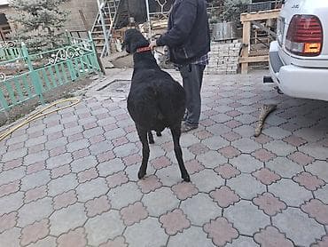 Собаки: Продаю | Овца (самка) | Для разведения — 3