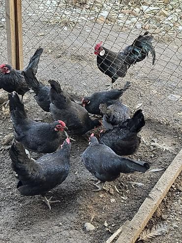 ханхяп куры яйценоскость: Продам карликов парами яйца несут
Куры петухи — 2