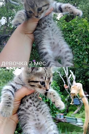 Мышыктар: Отдаем в хорошие руки котят 3 мес. 2 девочки 1 мальчик чисто черный — 3