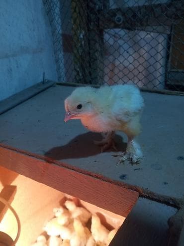 петух брама цена: Продаю цыплят от элитной чистокровной светло голубой брамы гигант — 7