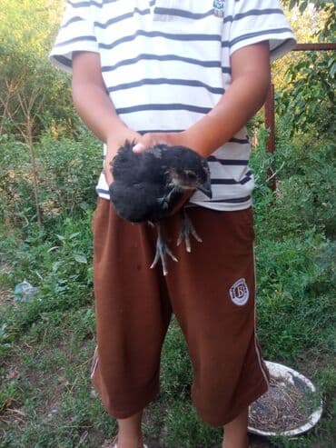 Продаю | Цыплята