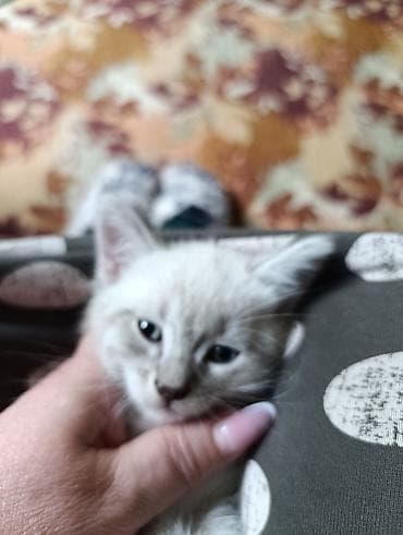 отдам даром вислоухого котенка: Кошка даром: Скотиш Страйт (Шотландская прямоухая), Мальчик — 1
