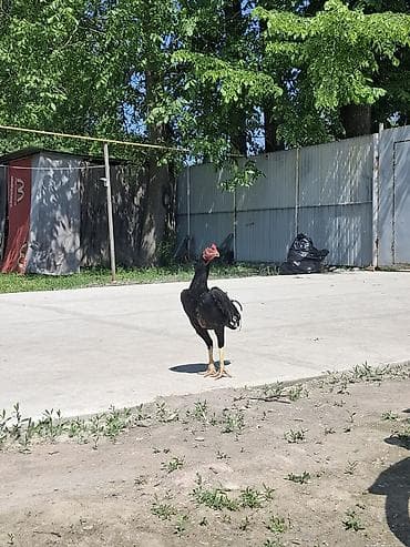гнездо для кур: Продаю | Петух | Бойцовая | Для разведения — 1