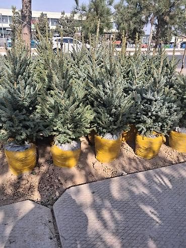 ковры метраж: Ель голубая (Picea pungens, голубая ель) с комом земли - Порода — 7