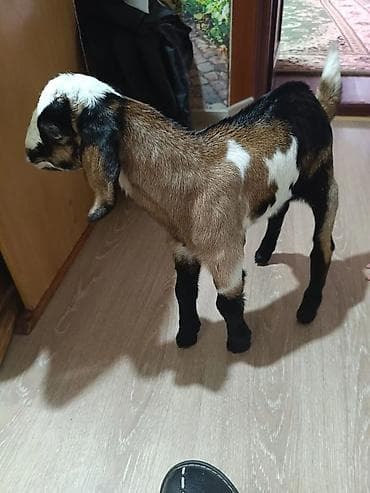 кукурузные шарики: Продаю | Козлёнок | Нубийская | Для разведения | Племенные — 8