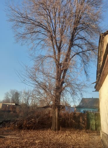дом с мансардой: Кому интересно 5 шт карагач 4 шт акацыя бесплатно можете на дрова — 1