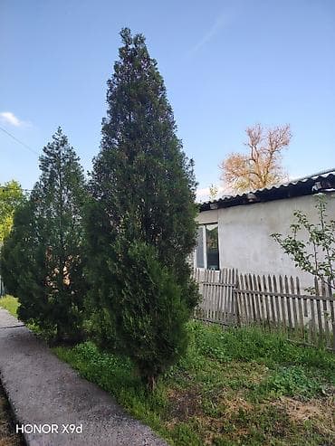 gen kg: Туи и ель для ландшафтного озеленения, цена договорная - Породы: туя — 4