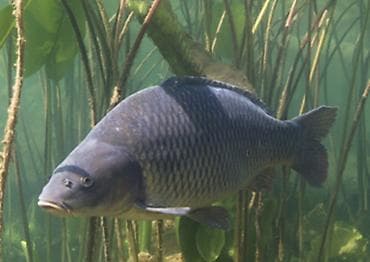 Карп сазан (живая рыба) для зарыбления водоемов от 1 до 5