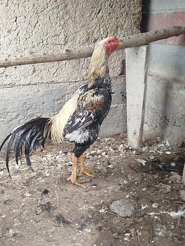 куриные шеи: Продаю | Куры — 2