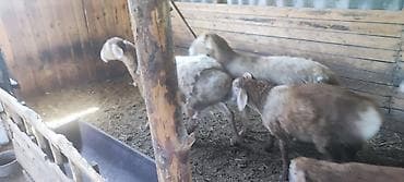 животные купить: Продаю | Овца (самка) | Для разведения | Матка — 6