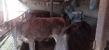 торпок телка: Продаю | Бык (самец) | Полукровка | На откорм | Привязанные — 3