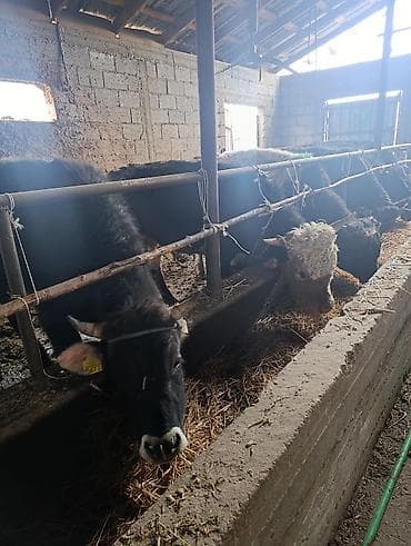 уй животных: Продаю | Бык (самец) | Алатауская | На откорм | Привязанные — 2