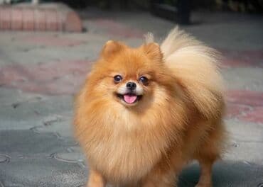 Ит бекер берем: Шпиц, 3 жаш, Ургаачы, Эмделген — 2