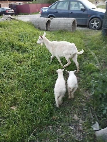 утки белые: Продаю | Коза (самка) | Зааненская | Для разведения | Племенные — 1