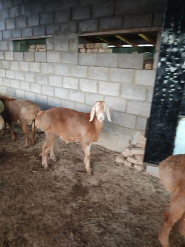 кошка домик: Продаю | Баран (самец) | Арашан | Для разведения | Племенные — 4