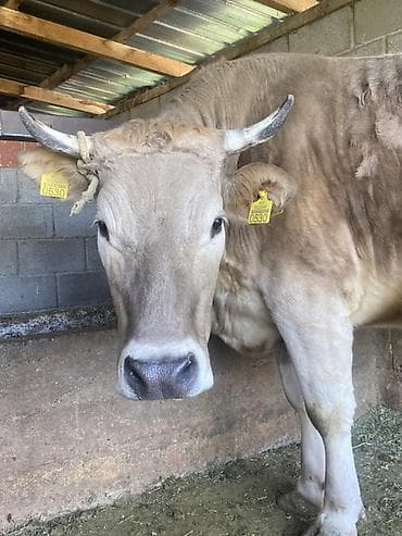 бурманская кошка: Продаю | Корова (самка) | Для разведения, Для молока | Привязанные — 3