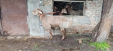 Животные: Продаю | Баран (самец) | Арашан — 1