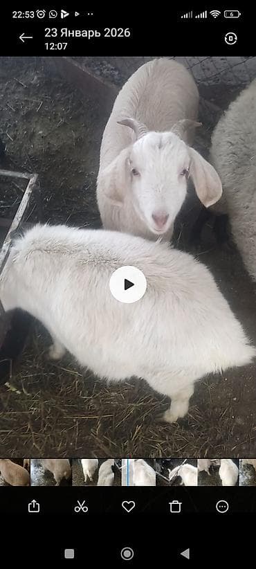 Кургаткычтар: Молодые козы, Зоонинской породы и битал белые и светло-кремовые. На — 4