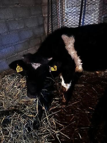 Продаю | Бык (самец) | На откорм