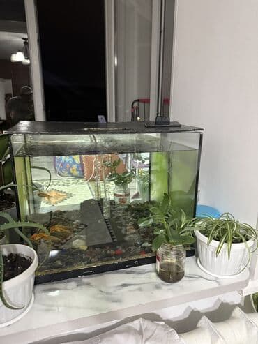 купить аквариумных рыбок в бишкеке: Срочно продается — 2