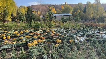 Живые ели голубые (Picea pungens, «голубая ель») с комом земли -