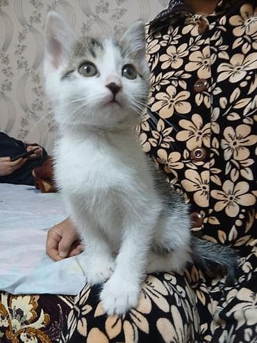 мангал купить бишкек: Отдам котёнка в хорошие руки. мальчик 2 месяца, к лотку приучин. Даром — 2