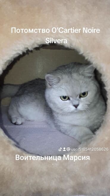 сколько стоят вислоухие кошки: Скотиш Страйт (Шотландская прямоухая), 1 месяц, Мальчик, Серебристая шиншилла, Приучена к лотку — 6