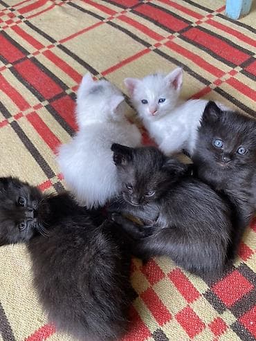 Котята Даром! Срочно срочно! Каракол — 6
