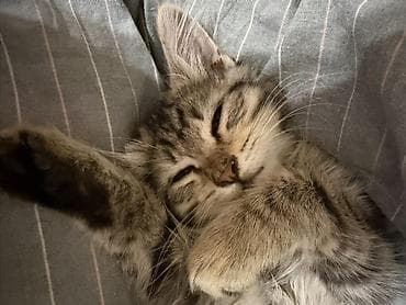 scottish fold: Беспородная, 2 месяца, Мальчик, Серый, Приучена к лотку — 1