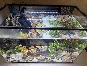 куплю улиток: Аквариумный комплект на 40 литров (прямоугольный стеклянный аквариум — 3