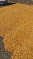 уголь кара кече бишкек цена: Жүгөрү Дүңүнөн — 3