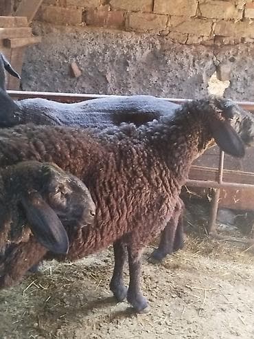 брама кохинхин цыплята: Продаю | Овца (самка) | Для разведения | Ярка — 9