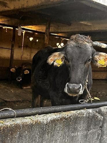 Ветеринар кызматы: Сатам | Уй (ургаачы) | Алатоолук | Союуга — 7