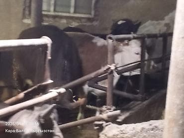 продам корову: Продаю | Тёлка | На откорм | Привязанные — 2