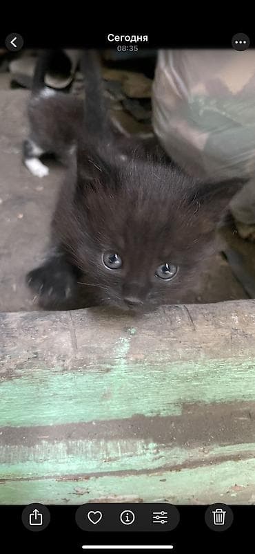 Кошки: Кошка даром: Беспородная, 1 месяц, Девочка — 1