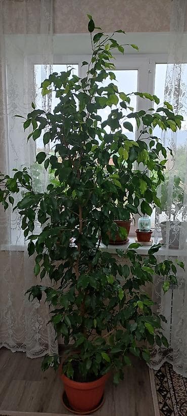Фикус Бенджамина (Ficus benjamina), крупное комнатное дерево. - at lalafo.kg Фикус Бенджамина (Ficus benjamina), крупное комнатное дерево. -