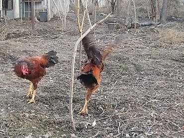 мини чау чау цена: Петушок 7 мес кученской породы цена — 3