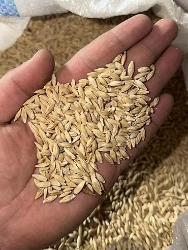 курица каракол: Урук Арпа сатылат тазаланган 10 тонна 
Тел 
Баас 32 с за кг — 1