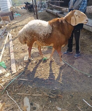 Продаю | Овца (самка), Ягненок, Баран (самец) | Гиссарская, Долан, Арашан | На забой, Для разведения, Для шерсти | Племенные, Осеменитель