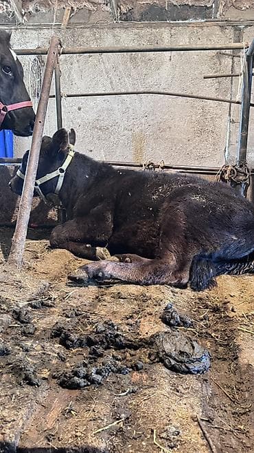 жаныбарлар: Сатам | Уй (ургаачы) | Ангус, Голштин | Көбөйтүү үчүн | Музоологондон кийин — 3