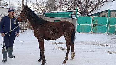 молодой: Продаю | Жеребенок | Рабочий — 3