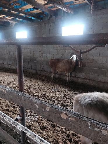 Кочкорлор, койлор: Сатам | Ургаачы кой (ургаачы) | Көбөйтүү үчүн | Ургаачы — 4