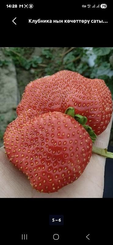 груши талгарка: Клубника көчөттөрү сатылат сорт альбион мурано Азия - Ягоды крупные — 1